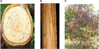Integrated Management of Verticillium Wilt of Cacao